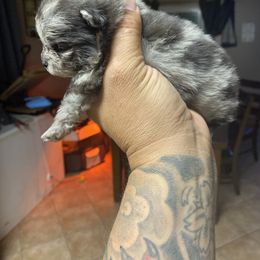 French Bulldog and Pomeranian Puppies from Chaos Central Valley Bulls