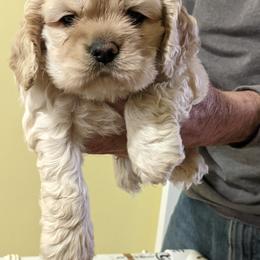 Cocker Spaniel puppies from Jacobsen's Cockers