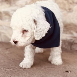 Goldendoodle and Poodle Puppies from Doodle Puppy Parti