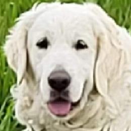 LOVE - Golden Retriever