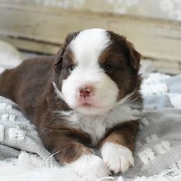 French Bulldog, Miniature Australian Shepherd, and Toy Australian Shepherd Puppies from Magnolia Hills Farm