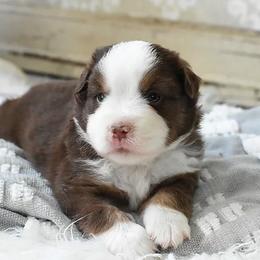 French Bulldog, Miniature Australian Shepherd, and Toy Australian Shepherd Puppies from Magnolia Hills Farm