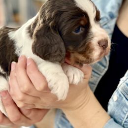English Springer Spaniels from Naturally Reared English Springer Spaniels