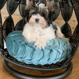 Biewer Terrier Puppies from Bouquet Biewers