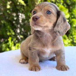 Dalton (NO BREEDING HOMES) - Dapple male Dachshund puppy in Fayetteville, North Carolina from RRD
