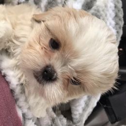 Chinese Cresteds and Shih Tzus from Wuppie Tree House