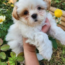 Havanese and Shih Tzu Puppies from Locust Creek Shih Tzu & Havanese