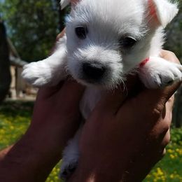 West Highland White Terriers from Langley's Moonshine Westies