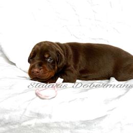 Pink collar - Red and rust female Doberman Pinscher puppy in North Judson, Indiana from Stalaris Dobermans