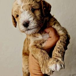 Goldendoodle and Poodle Puppies from Doodles & Poodles by Tiki