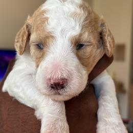 Roxy - Parti female Poodle puppy in Randallstown, Maryland from Parson Standards