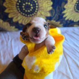 Boy 2 - Piebald male Dachshund puppy in Fallon, Nevada from Butterbean Dachshunds