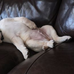 Dilute Retriever and Labrador Retriever Puppies from SmoKy Hills Labradors