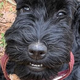 Pink girl Vivi - Blue and black female Kerry Blue Terrier puppy in Gainesville, Virginia from Cross the Rubicon KBT & Trebol SCWT