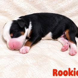 Rookie - Blue merle male Bernedoodle puppy in Henry, Illinois from Rowe Farms Doodles