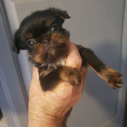 Lil Ricky - Black and tan male Brussels Griffon puppy in Nc, Florida from Brusseluv2
