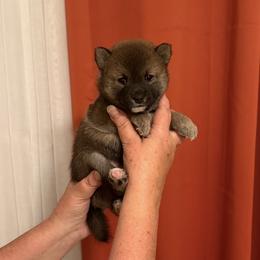 Zuko - Sesame male Shiba Inu puppy in Tamarac, Florida from The Queen of Shibas
