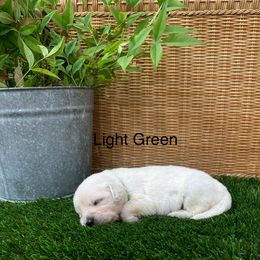 Light Green - Light golden female Golden Retriever puppy in Silverton, Oregon from Silver Morning Farm