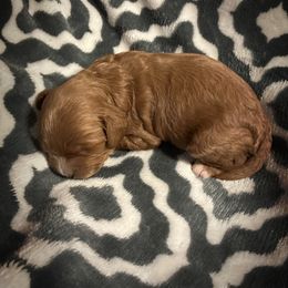 Cavapoo Puppies from Royal Poos