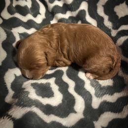 Cavapoo Puppies from Royal Poos