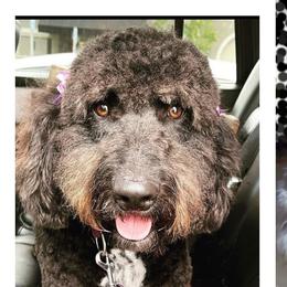 Luna - Goldendoodle