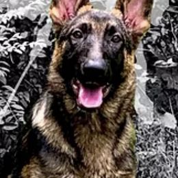 German Shepherds from Fate Kennels