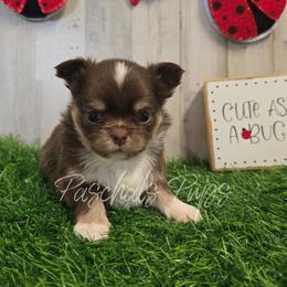 Bingo - Chocolate and tan male Chihuahua puppy in Bowdon, Georgia from Paschal's Pups