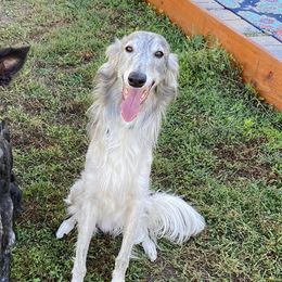 Silken Windhounds from Greenwood Sighthounds