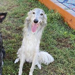 Silken Windhounds from Greenwood Sighthounds