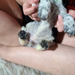 English Springer Spaniel Puppies from Savannah River Springers