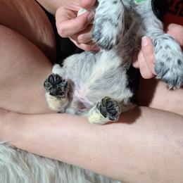 English Springer Spaniel Puppies from Savannah River Springers