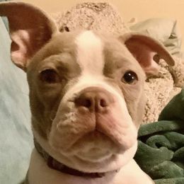 Boston Terriers from Chazie Ma's Boston Terriers