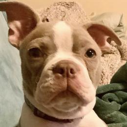 Boston Terriers from Chazie Ma's Boston Terriers