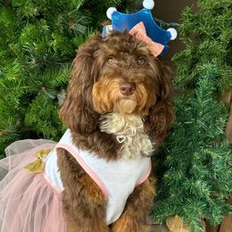 Georgie - Bernedoodle