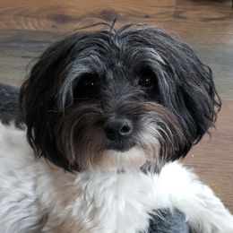 Busy - Havanese