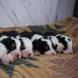 Female 3 - Tri-color female Bernedoodle puppy in Belgreen, Alabama from Scott’s Farm Poodles and Doodles
