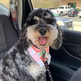 Clover - Aussiedoodle