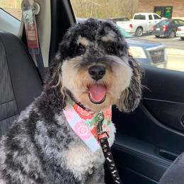 Clover - Aussiedoodle