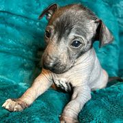 Urraca - Xoloitzcuintli puppy from Sirius Xolos