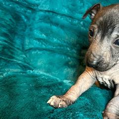 Urraca - Xoloitzcuintli puppy from Sirius Xolos
