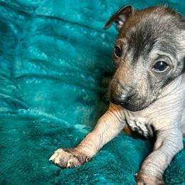 Urraca - Xoloitzcuintli puppy from Sirius Xolos