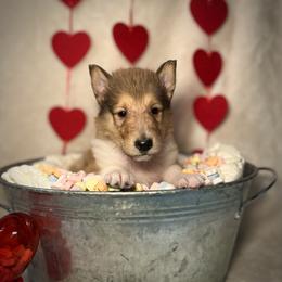 Dustin - Sable male Collie puppy in Chilhowie, Virginia from Jolly Collies