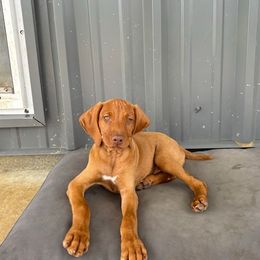 Vizsla Puppies from Wint Smith Vizslas