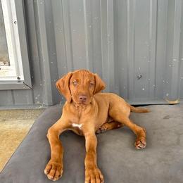 Vizsla Puppies from Wint Smith Vizslas