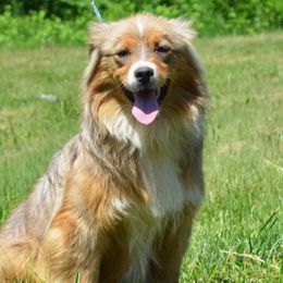 Tempi - Miniature Australian Shepherd