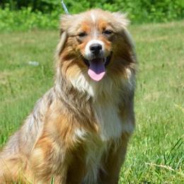 Tempi - Miniature Australian Shepherd