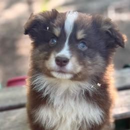 Knox - Red tri male Miniature Australian Shepherd puppy in Patterson, North Carolina from DreamLine Aussies