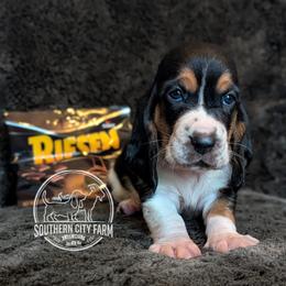 Riesen - Black brown and white male Basset Hound puppy in Talbotton, Georgia from Southern City Bassets