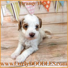Orange Boy - Parti male Goldendoodle puppy in Taneytown, Maryland from Curlydoodles