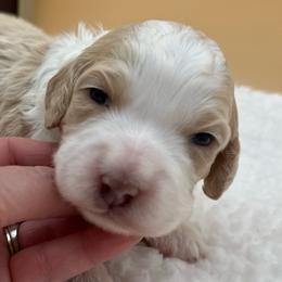Dolly - Red female Bernedoodle puppy in Scottsville, Kentucky from Barren River Bernedoodles and Poodles